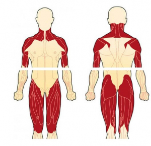 Myositis